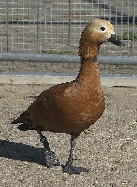 季转会市场